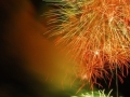 fireworks_01